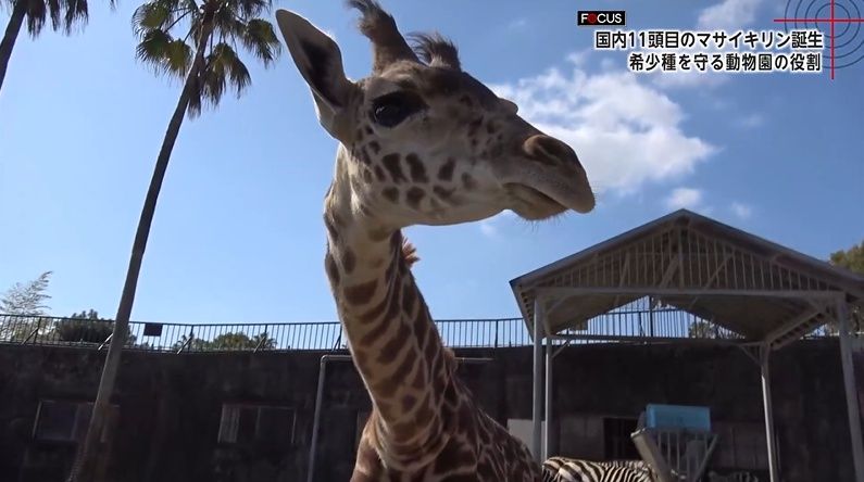 3ページ目 国内に11頭「絶滅危惧種マサイキリン」50年以上つづく命の