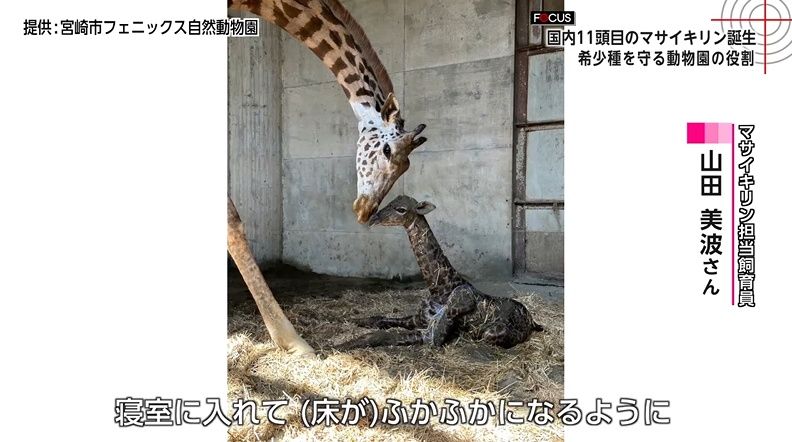2ページ目 国内に11頭「絶滅危惧種マサイキリン」50年以上つづく命の