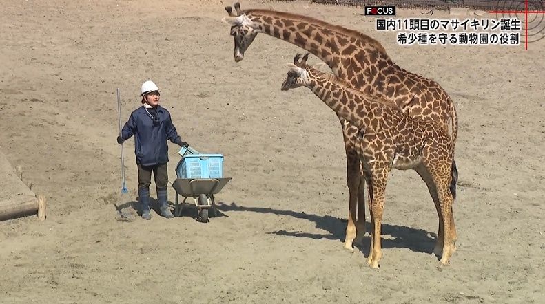 2ページ目 国内に11頭「絶滅危惧種マサイキリン」50年以上つづく命の