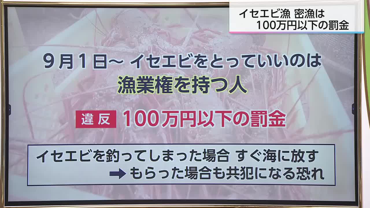 宮崎県内でイセエビ漁が解禁 違反者には100万円以下の罰金（2026年9月2
