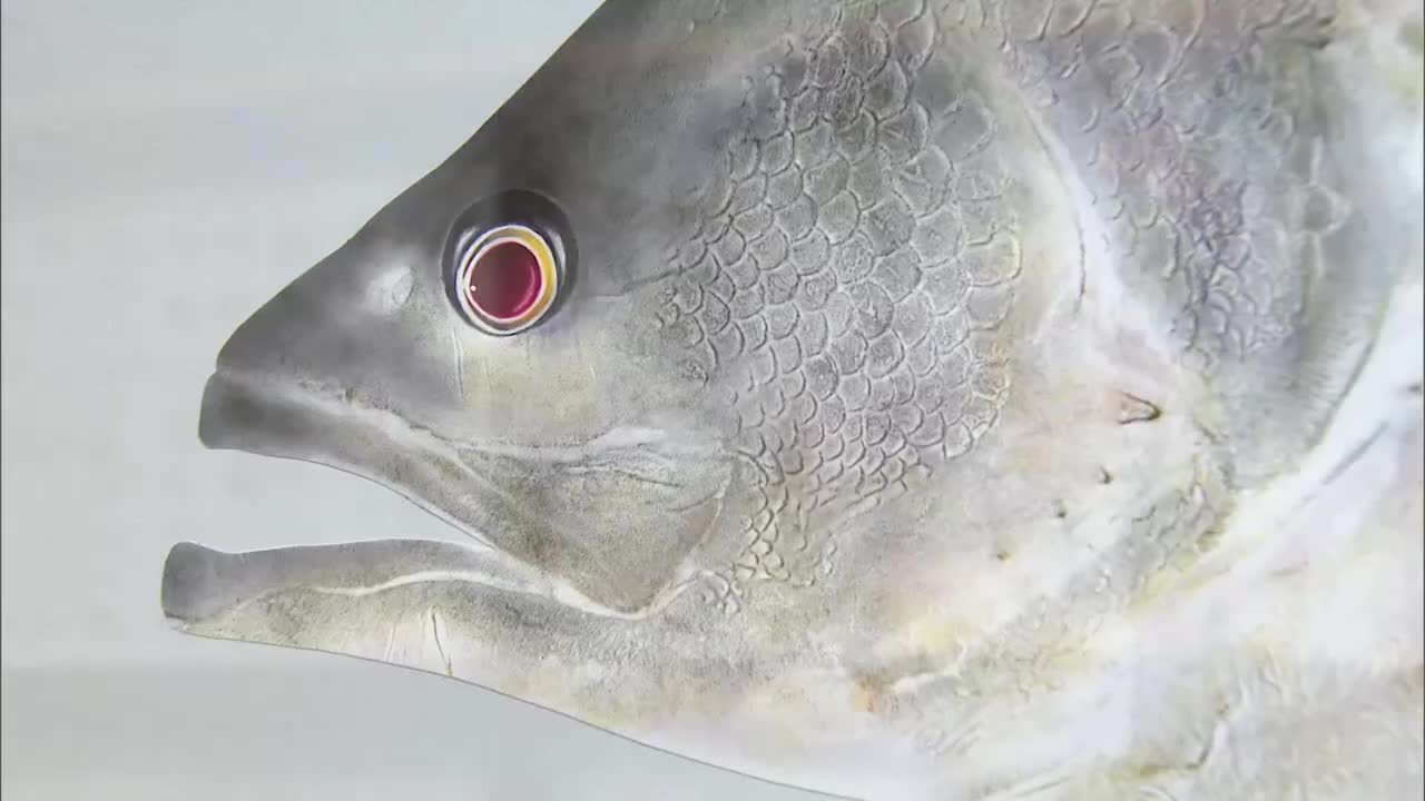 色彩豊かに表現 大淀川学習館でカラー魚拓の展示会（2026年6月11日掲載