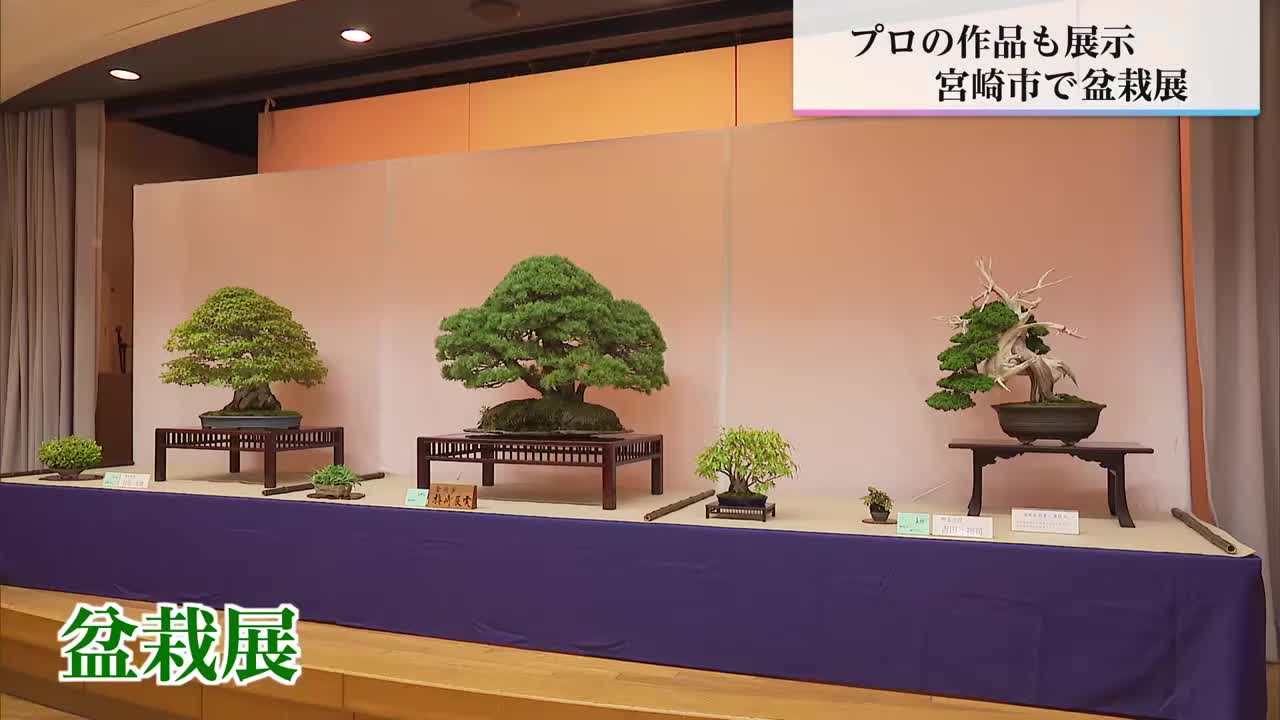 黒松や五葉松など70点を展示 日本盆栽協会宮崎支部創立50周年記念 盆栽