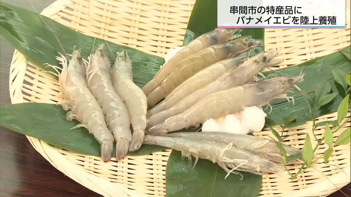 串間市の特産品に　バナメイエビを陸上養殖