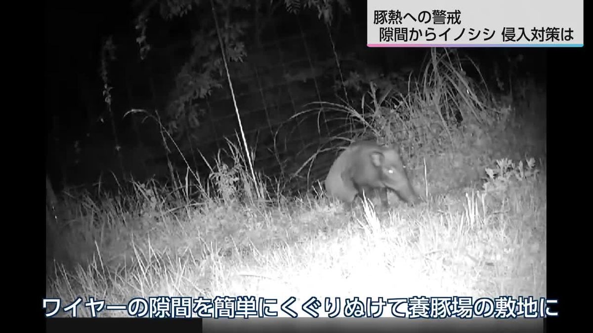 野生イノシシ豚熱感染　鳥獣被害対策アドバイザーが農場を訪問　注意すべき点は