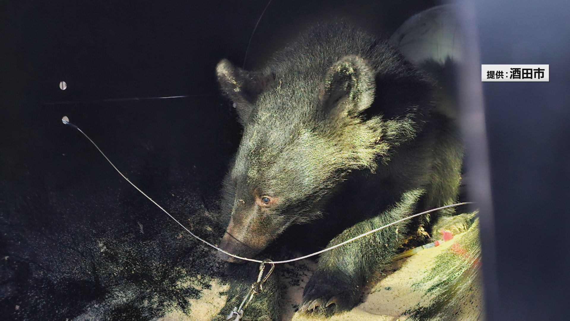 酒田市の寺に居座ったクマ 8日夜ようやくわなに 体長は1メートル眠らせ