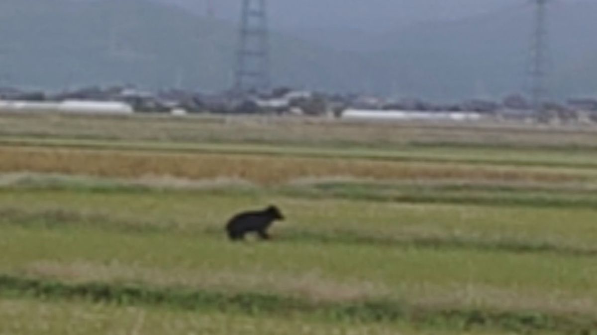 クマが住宅の間を走り去る　平地でも目撃相次ぐ山形県内　今後人的被害増加の可能性も