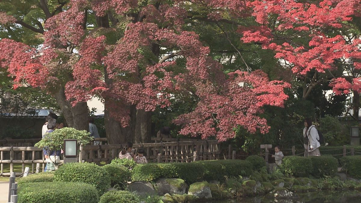 山形市の紅葉スポット「もみじ公園」190本のモミジが鮮やかに色づき始める