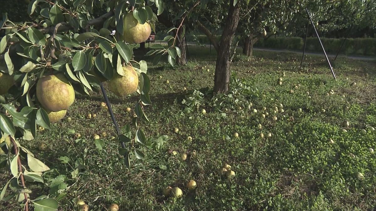 6日の強風で山形県内のラ・フランスやリンゴが落果　被害額2億5000万円に　県のまとめ