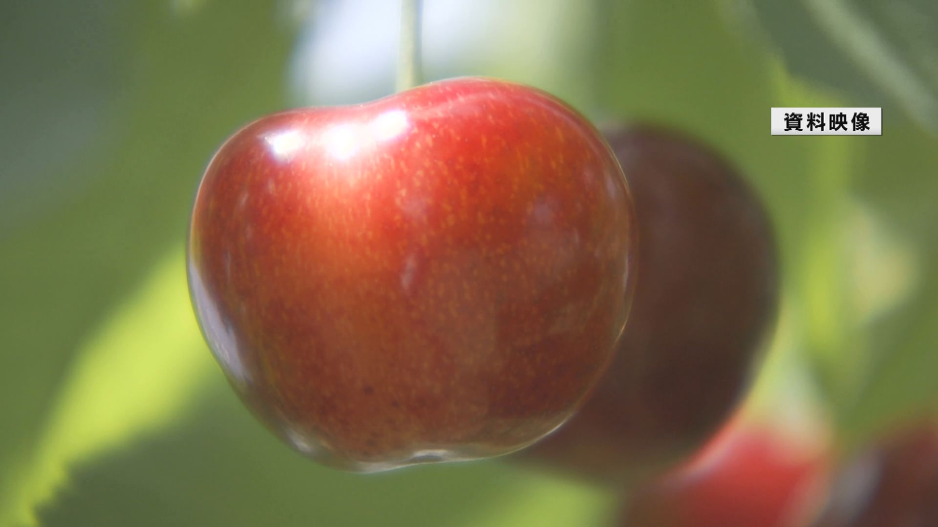 山形県産サクランボ「やまがた紅王」 出荷規格の見直し検討 高温に強い