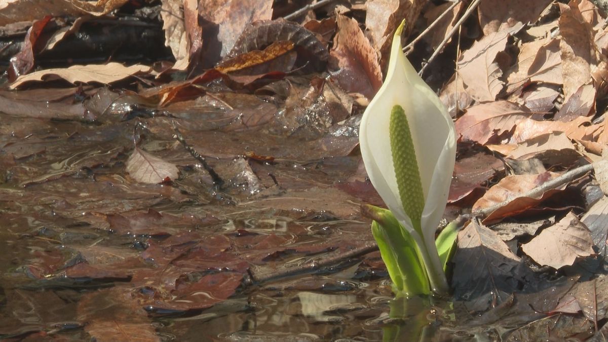 山形市の野草園　春到来を感じられる花々が咲き始める　生育は例年より15日遅れ