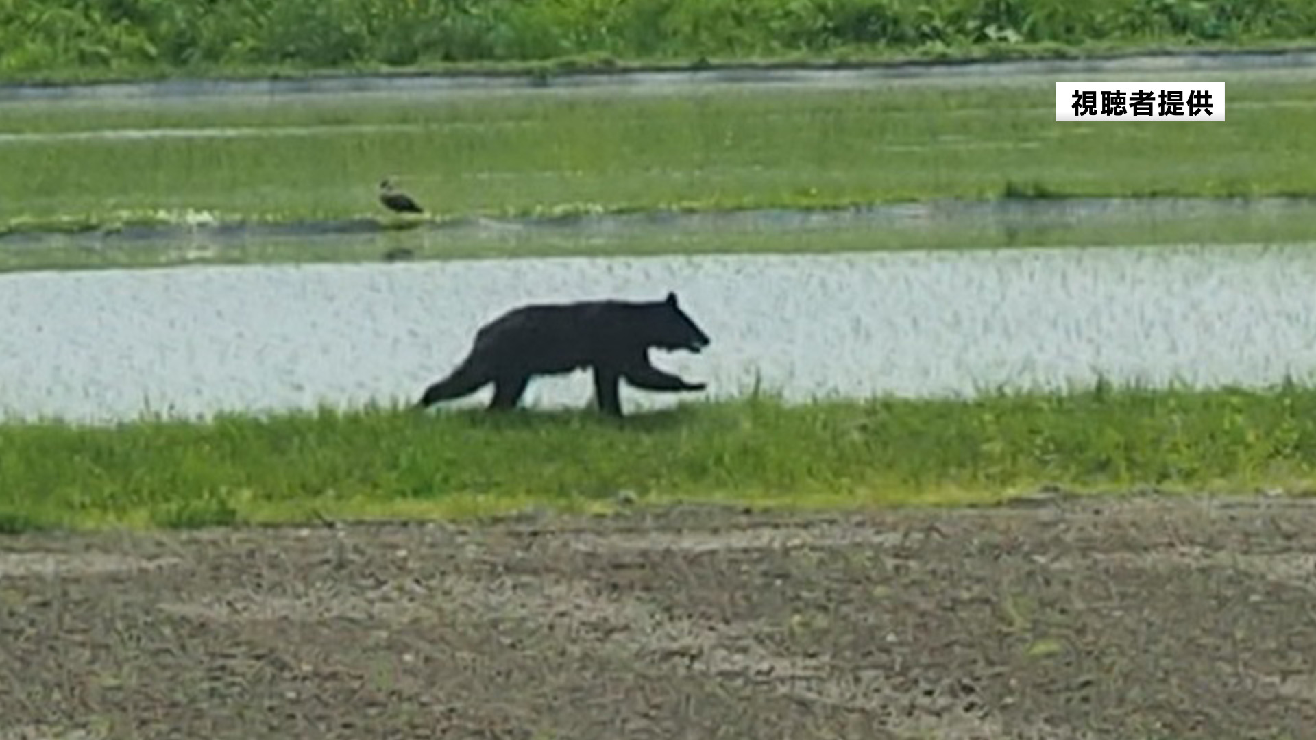 鶴岡市中心部でクマの目撃相次ぐ 住民に外出控えるよう呼びかけ（2025