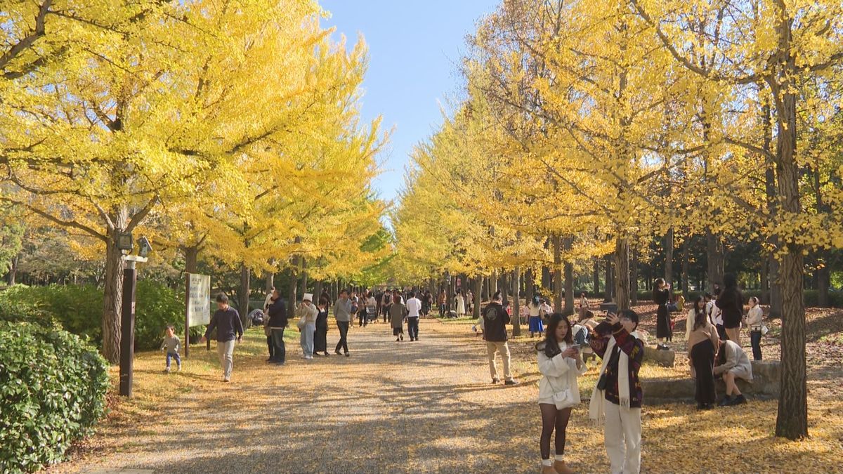 「1年に1回の楽しみ」「黄色が映えて素敵」山形県総合運動公園のイチョウ並木が見頃