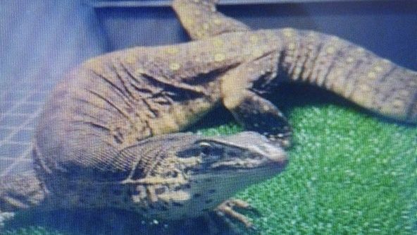 米沢市でペットのヒャクメオオトカゲ逃走 体長約90cm 警察が周辺住民に注意呼びかけ（2026年7月15日掲載）｜YBC NEWS NNN
