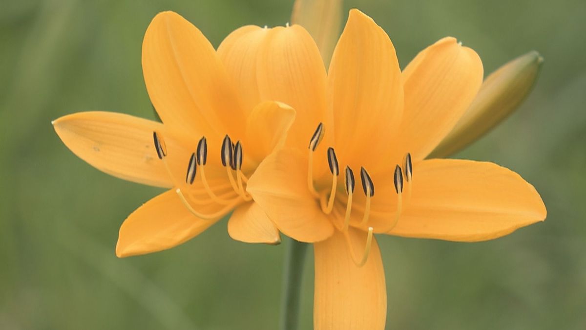 7000株のニッコウキスゲが見頃　小国町が4年前に整備　開花は例年に比べ1カ月早く