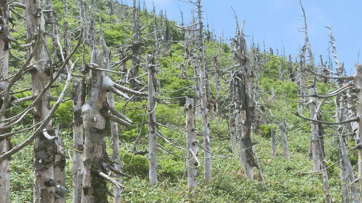 樹氷を形成するアオモリトドマツ　枯れて10年経つと倒木増加　研究結果発表