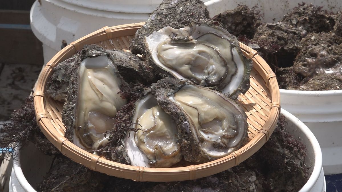 「身の入りは良い」岩ガキ漁解禁　山形県遊佐町の漁港で今シーズン初の水揚げ