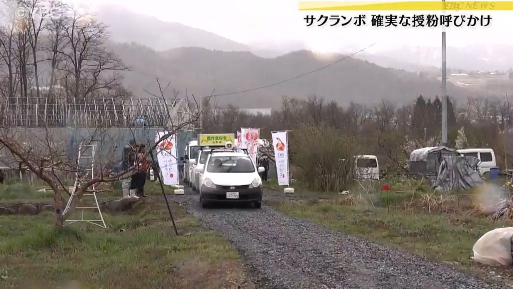 サクランボの開花期を迎え、山形県山形市で確実な結実を呼びかける広報キャラバン開始