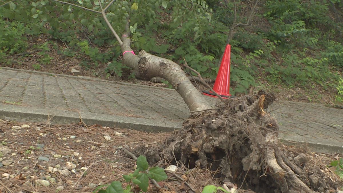 東根市の公園でサクラの木5本　故意に倒されたか　市が警察に被害届け提出