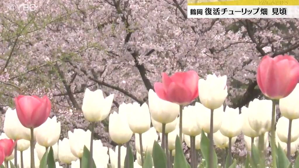 今しか見られない色とりどりの景色！約3万株のチューリップとサクラ吹雪のの共演