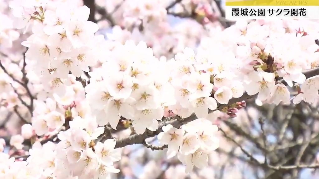 「こんなに花が！」サクラ開花の山形市・霞城公園に多くの花見客