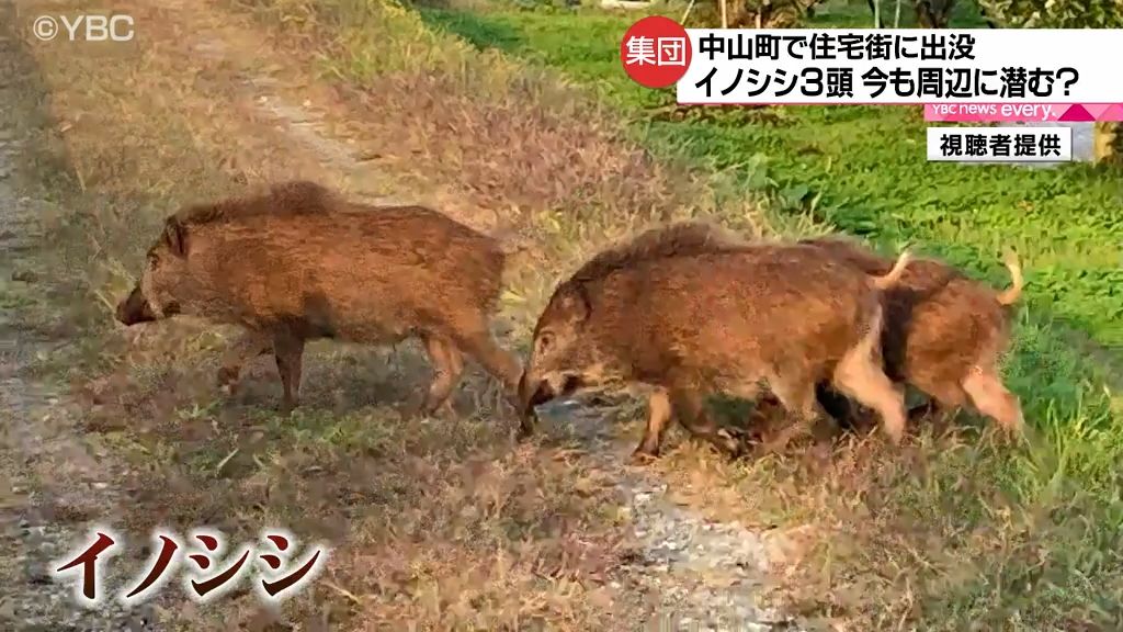 イノシシ3頭がリンゴ畑に出没！追い払う際の映像も…「ミミズを食べにやってくる」と畑所有者の男性