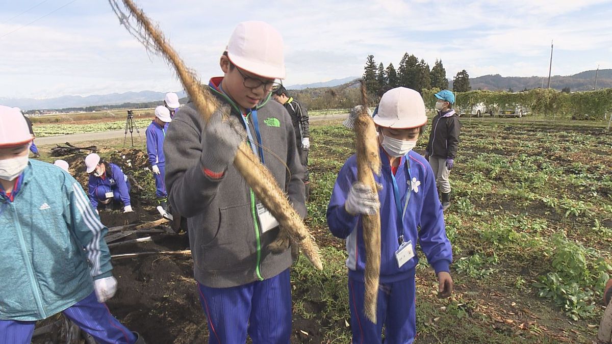 「とろろにして食べたい」1メートル以上の「大物」も　大石田町で小学生が自然薯収穫