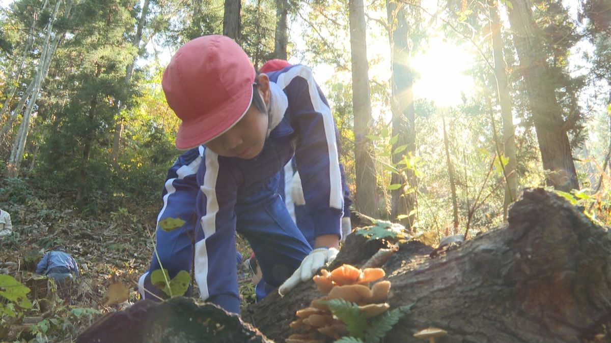 「みそ汁にして食べたい」村山市の小学生が原木ナメコの収穫体験　今年は豊作