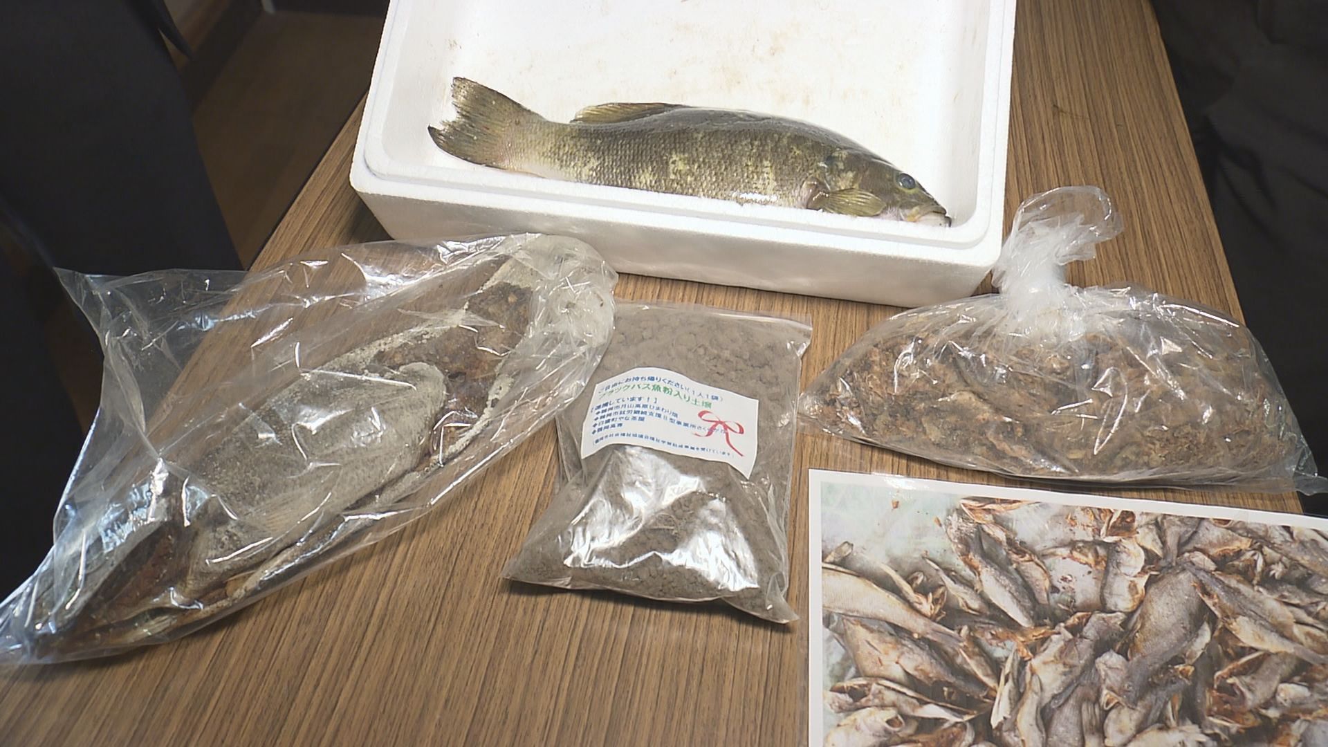 最上川のアユを守る ブラックバス駆除する大会 昨年度は2500匹 魚粉