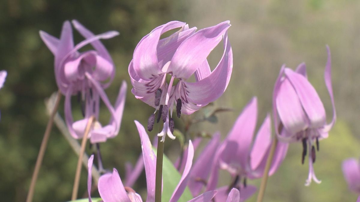 東北有数の広さ　鶴岡市のカタクリ園で花が見頃　例年より1週間ほど早く