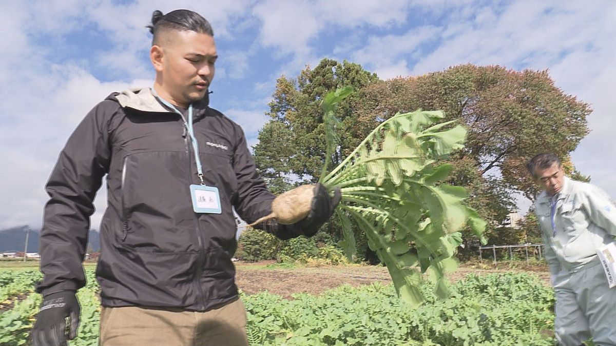 かみごたえがあり強い辛味が特徴　長井市で山形おきたま伝統野菜の一つ「花作大根」の収穫体験