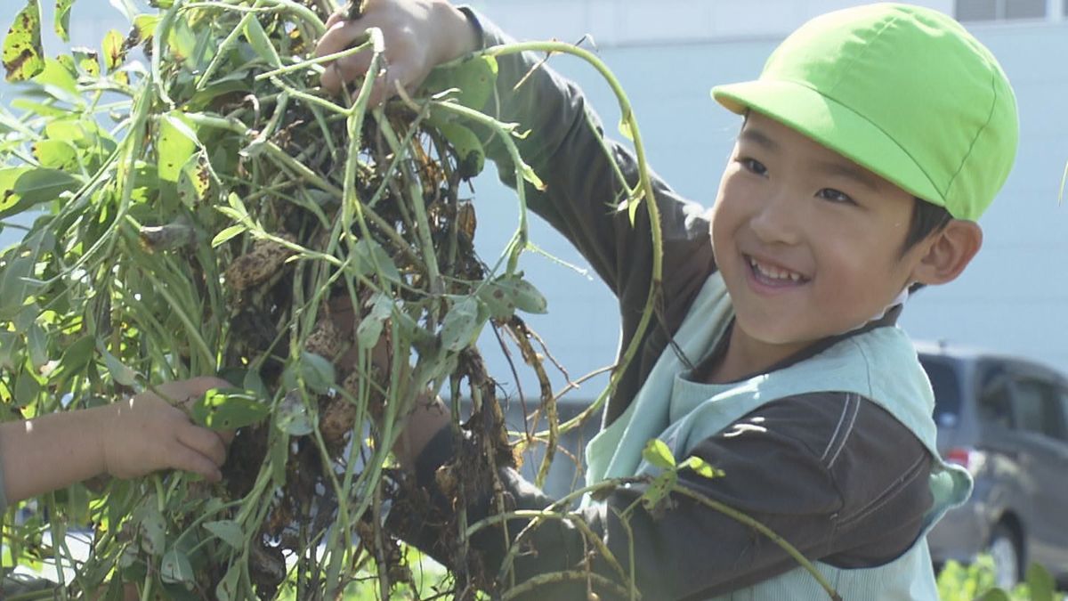 「土と太陽と水の大切さ学んでほしい」　上山市で園児たちが農業体験　落花生を収穫
