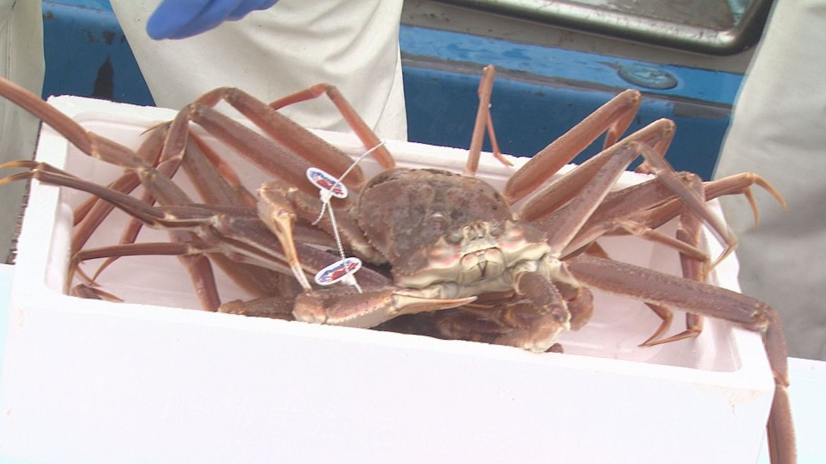 山形県のブランドカニ「庄内北前ガニ」の水揚げ盛ん　庄内浜では猛暑が原因とみられる異変も…