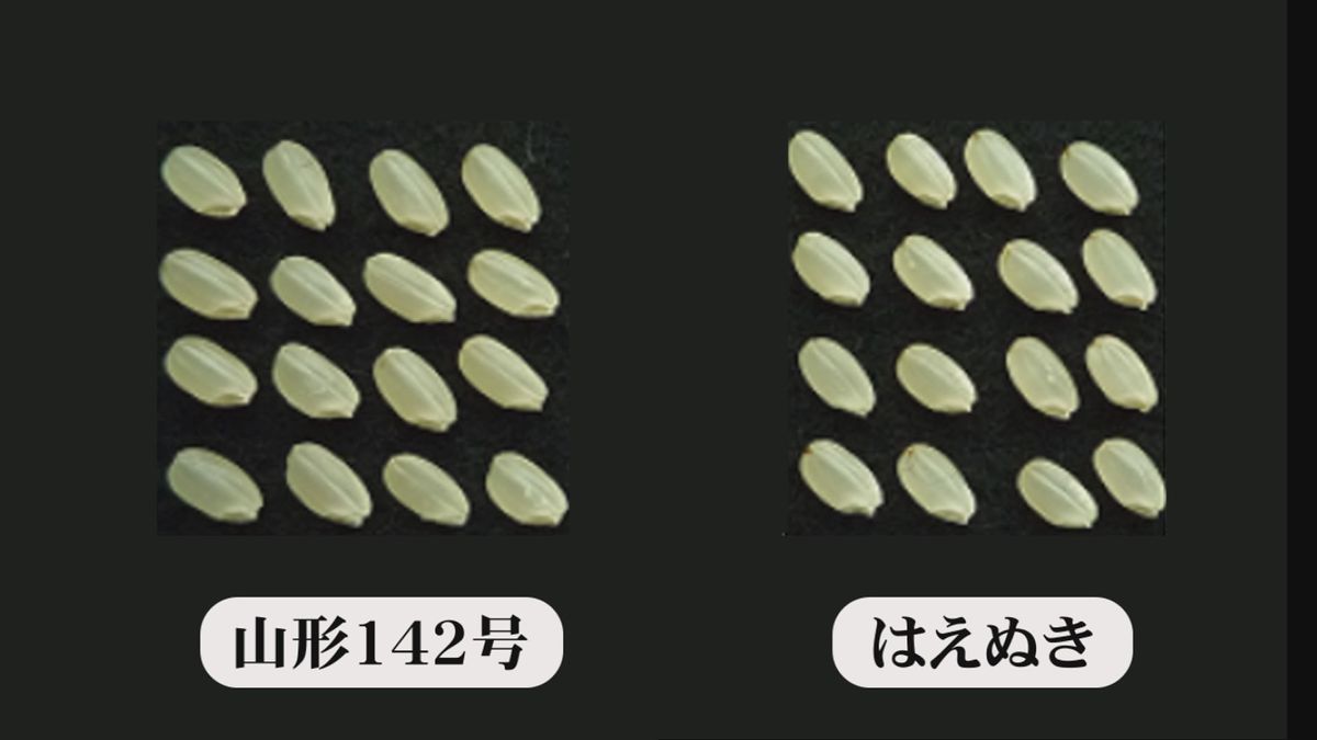 特徴は高温に強い  山形県産米の新品種「山形142号」 再来年の市場デビュー目指す