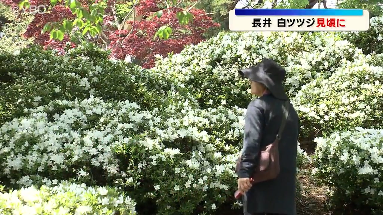 二本立ちの盆栽 苔付き 白鉢山ツツジ 初夏の花「白ツツジ」が見ごろ(山形・長井市)（2026年5月12日掲載