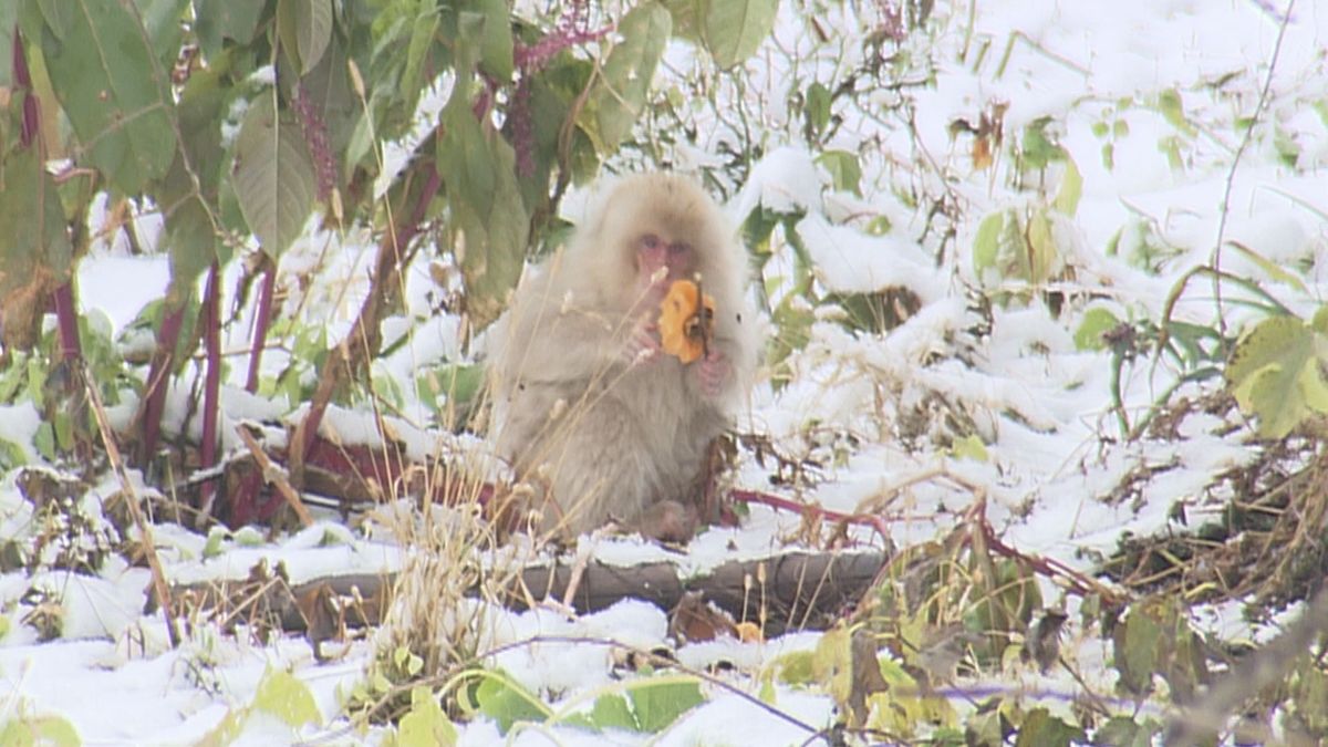 米沢市周辺に生息する「吾妻の白猿」　3匹のうちめったに姿をみせない「とくら」を撮影