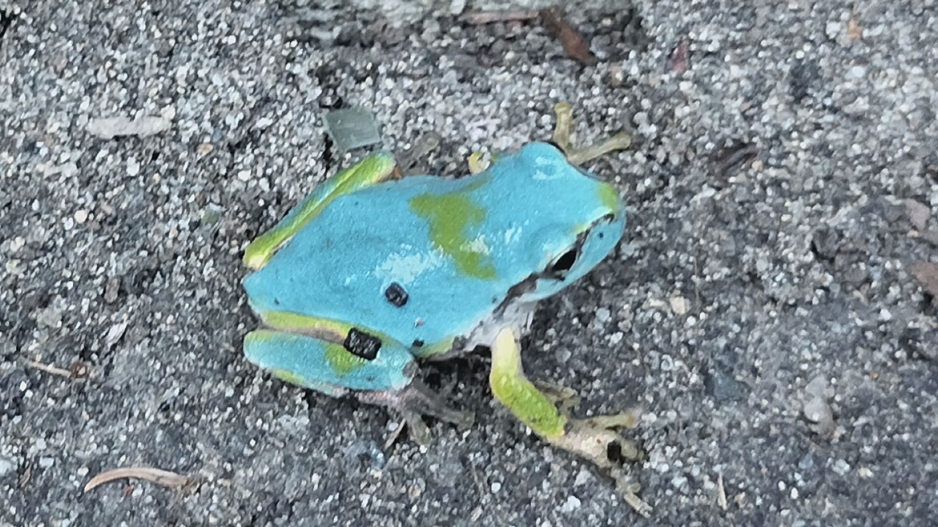 水やりしていたらプランターから水色のカエル飛び出しびっくり 突然