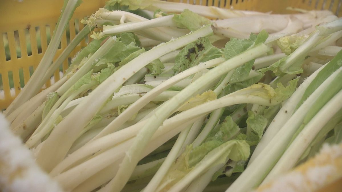 降り積もった雪の中から置賜伝統の特産野菜「雪菜」の収穫　「ふすべ漬け」がおすすめ