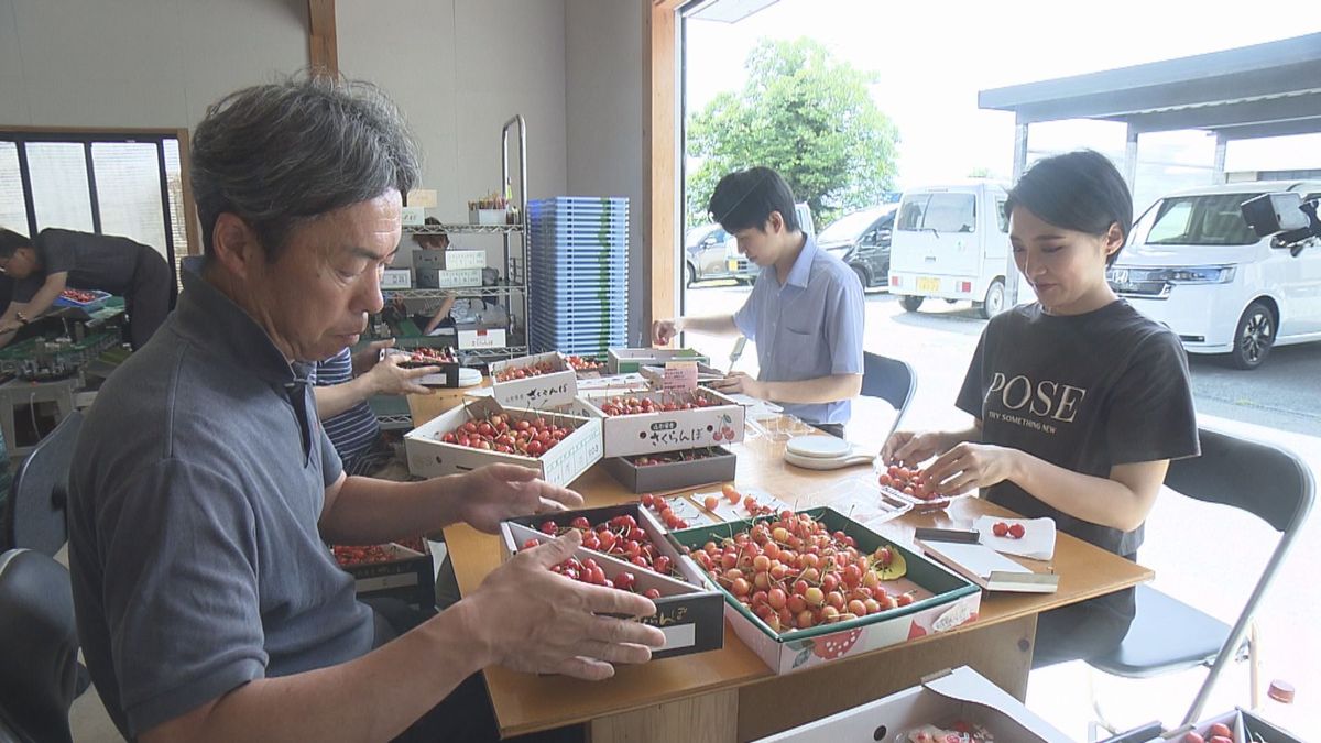 山形県内のサクランボ園に助っ人　日航社員が選別作業　慢性的な人手不足解消のため