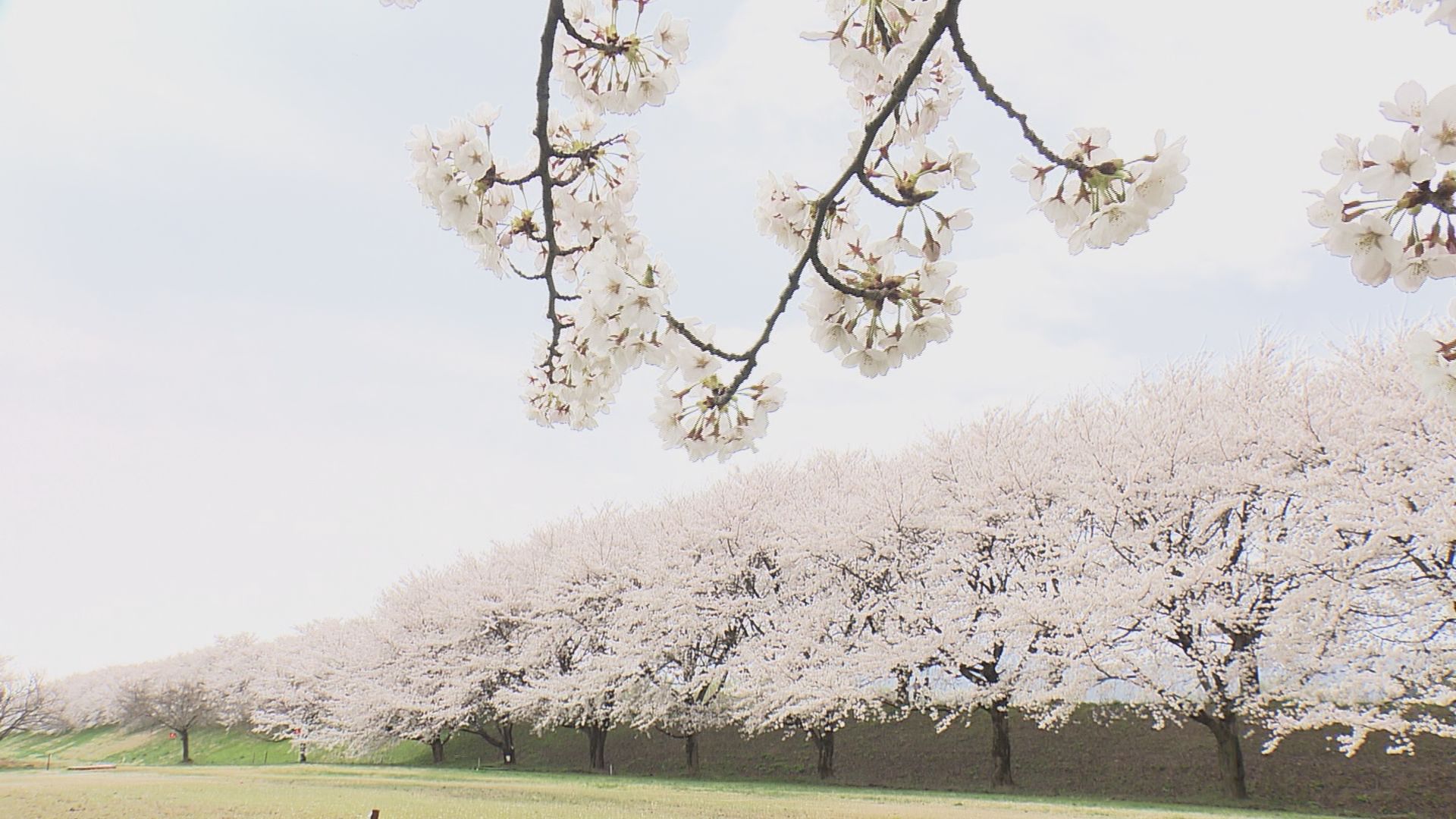 桜並木 オランダの桜並木は800本以上！アルメーレRegenboogbuurt