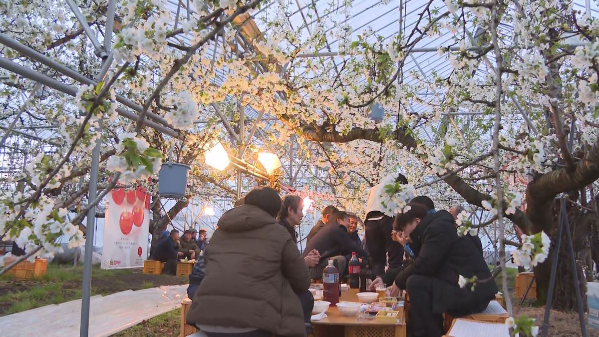 東根市でサクランボの花が満開 加温ハウスで日本一早い花見 生産者らが