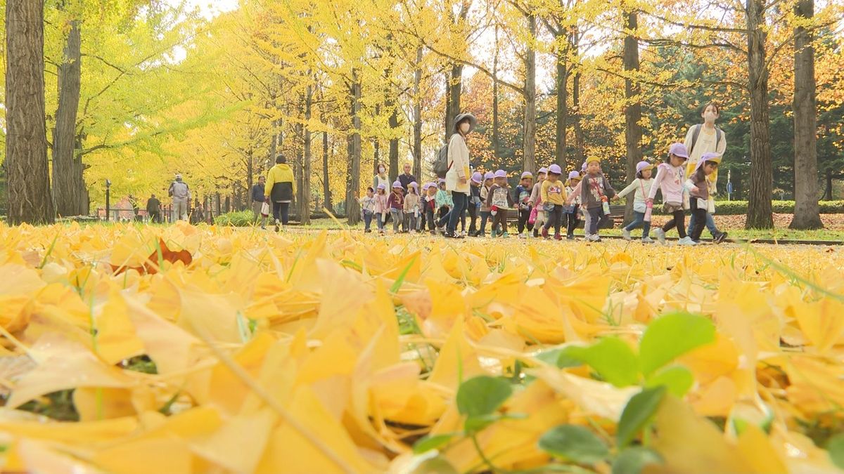 イチョウ並木の紅葉見頃　天童市の県総合運動公園　3日の予想最高気温は25度の所も