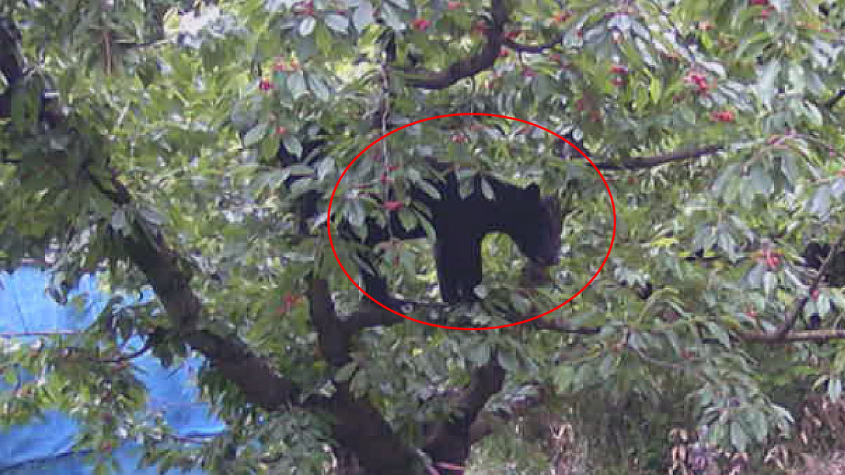 監視カメラが捉えた　クマがサクランボ食い荒らす姿　南陽市の園地に出没相次ぐ