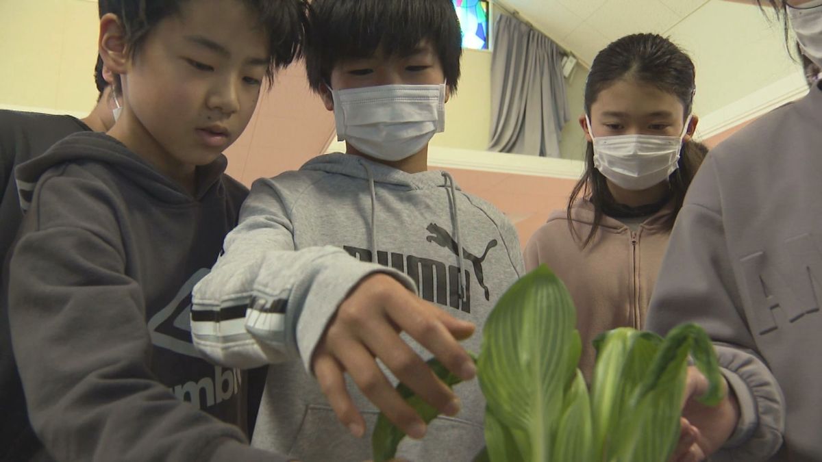 「小笹うるい」ってどんな野菜？上山市の小学校で食育講座　給食で特別メニューも　児童「ぬめっとしててすごく甘い」