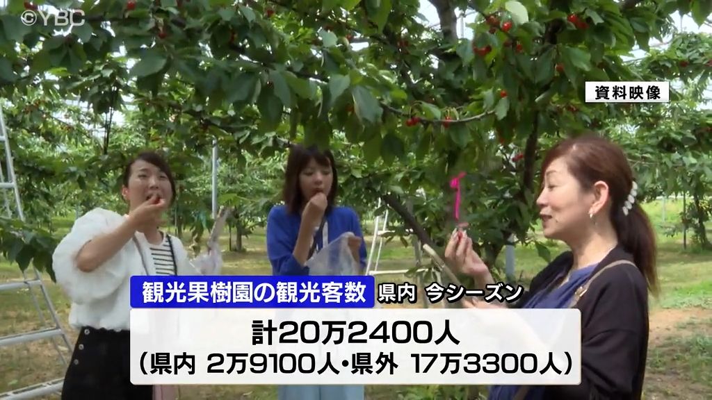 サクランボ観光果樹園への観光客数前年比4万人減…開園期間の短縮、収量減が影響か