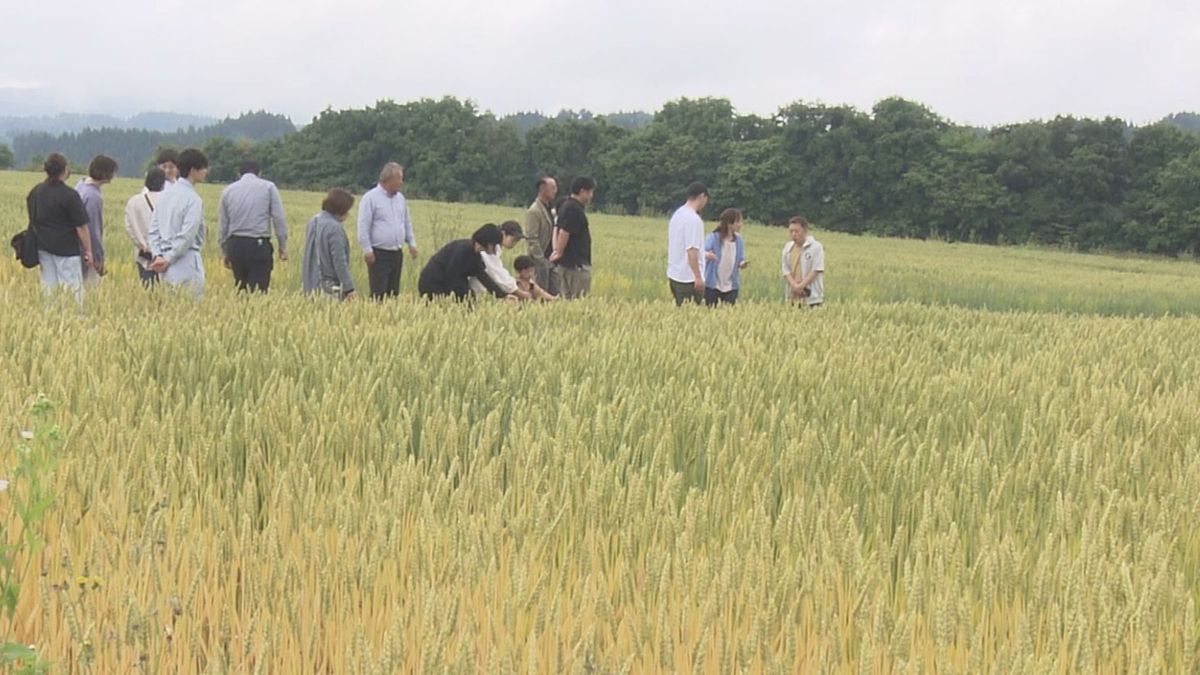 月山の麓で取れる小麦の畑や製粉工場を東京や神奈川のシェフらが見学　「安心感がある」