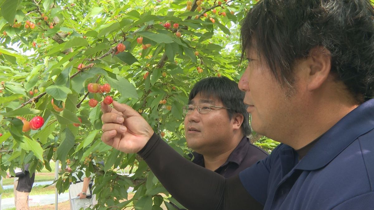 サクランボ生産量日本一の山形・東根市で「佐藤錦」の出来栄えを確認　収穫時期は早まりそう