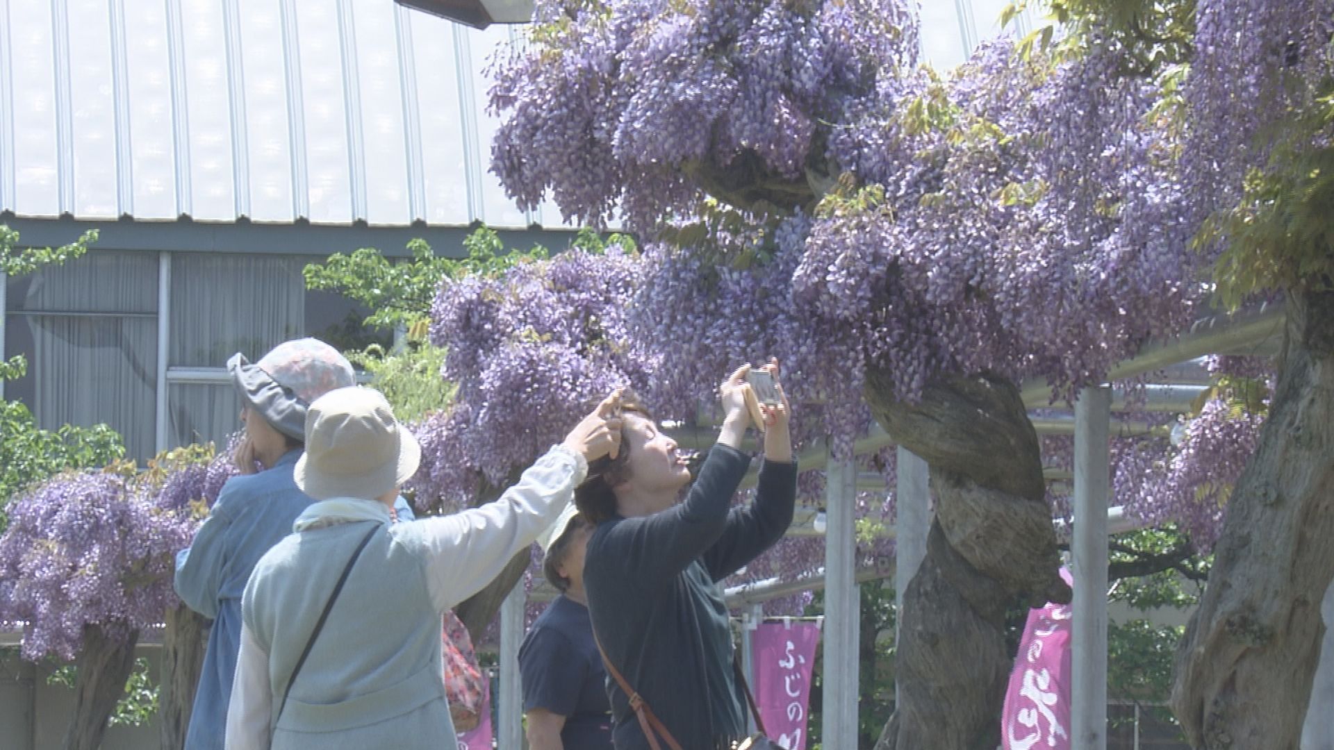 鶴岡市藤島でフジの花が見頃 400メートルの藤棚 夜はライトアップも