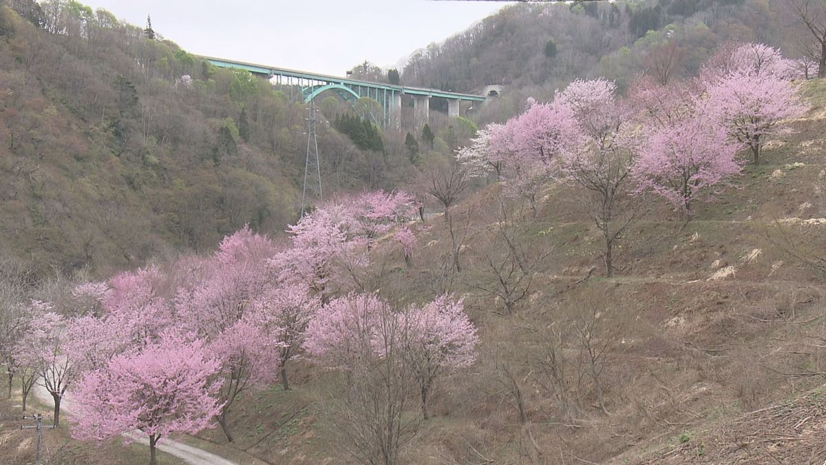 高温続く鶴岡市　月山ダム周辺のサクラも例年より5日ほど早く開花　もう5分咲きに