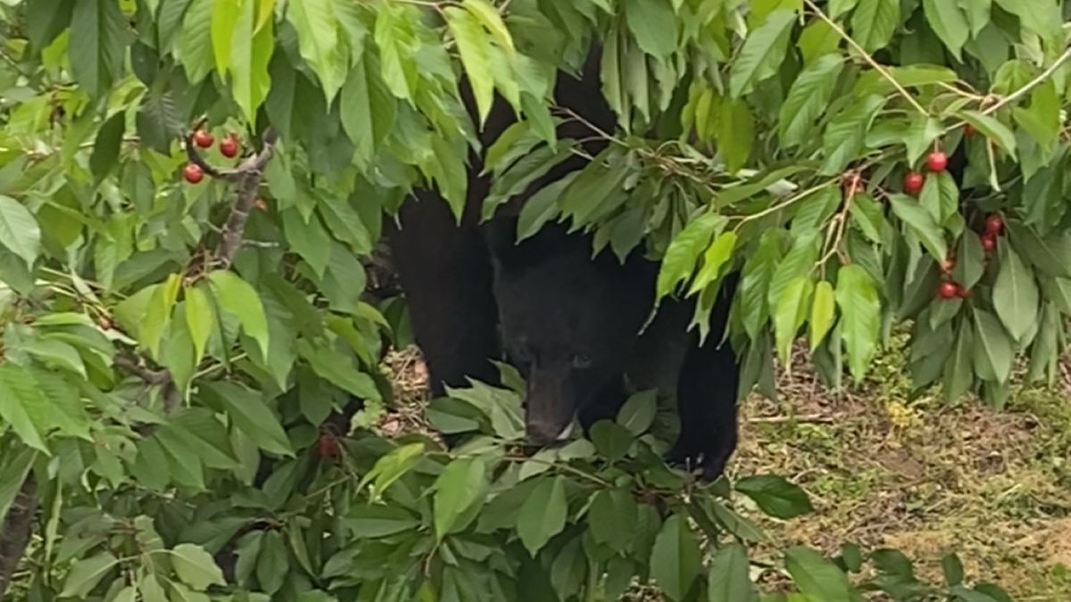 いまの時期は「繁殖期」　クマが活発に動き回るので警戒を　山形県内で市街地の目撃増加