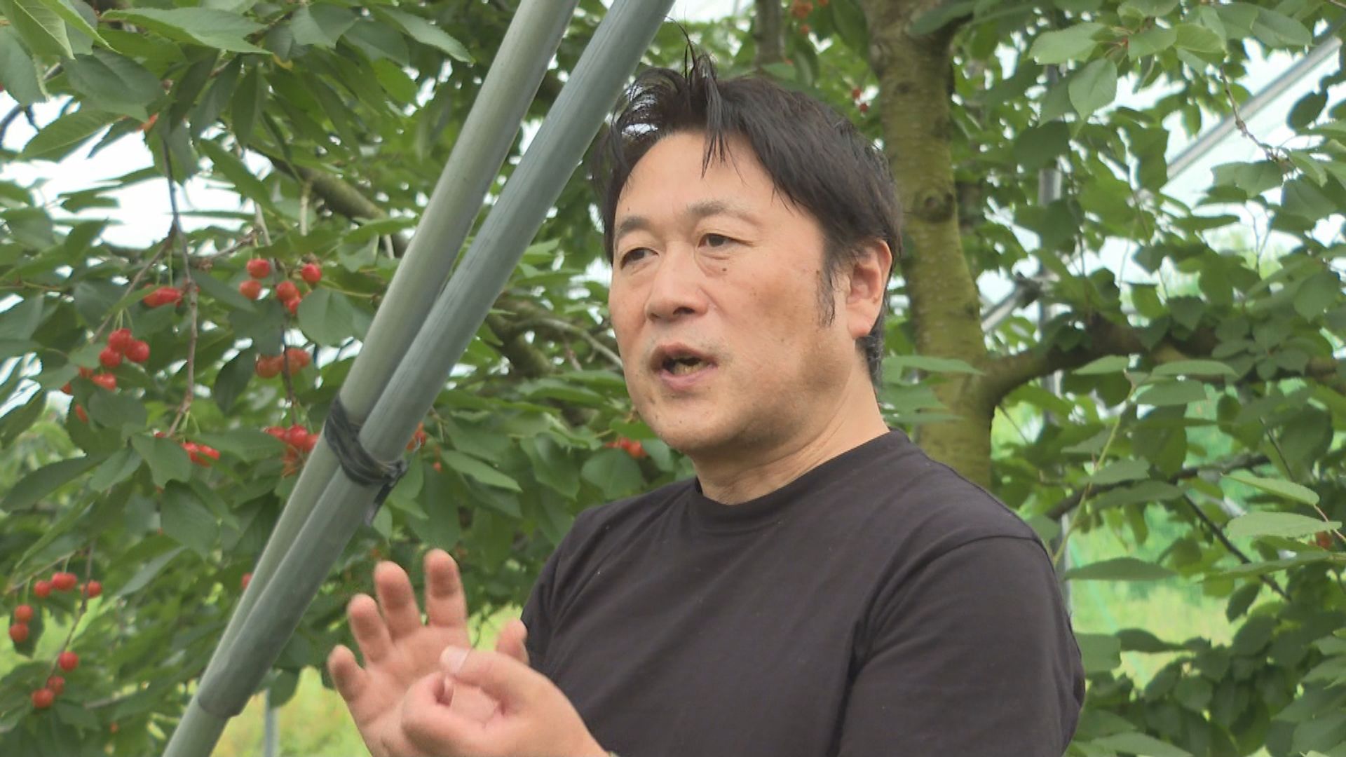 出荷できなくなったサクランボを活用 山形県産佐藤錦がクラフトビール